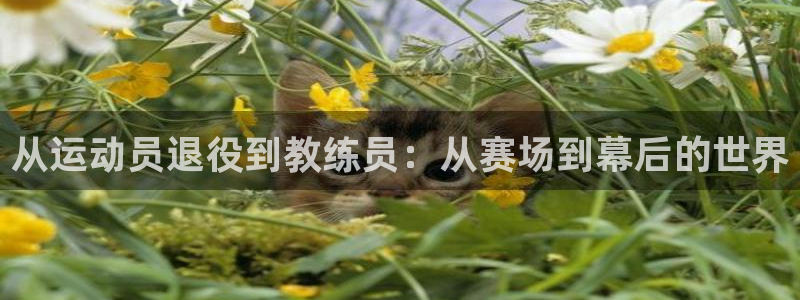 杏宇集团：从运动员退役到教练员：从赛场到幕后的世界
